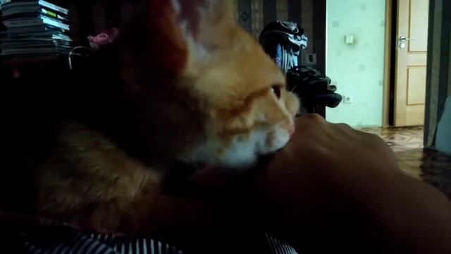 Котенок ищет маму смотреть онлайн