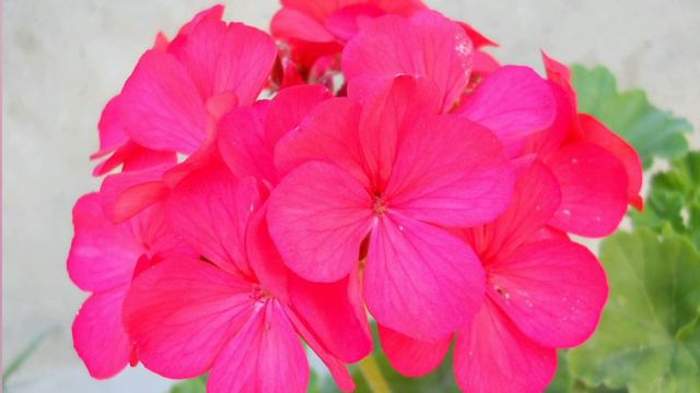 Id Pelargonium Hortorum Rubrotinctum «malvón». Identificación Visual - Botánica.