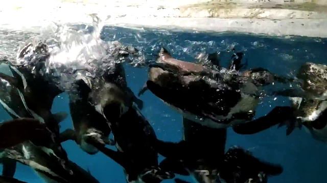 Смешные пингвины) Парк развлечений в Лазаревском. Сочи. смотреть онлайн