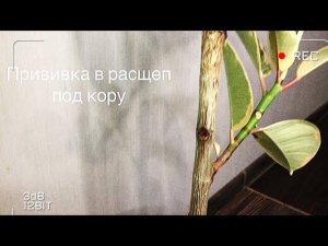 Фикус. Как заставить фикус ветвиться. Прививка и пробуждение почек фикуса.