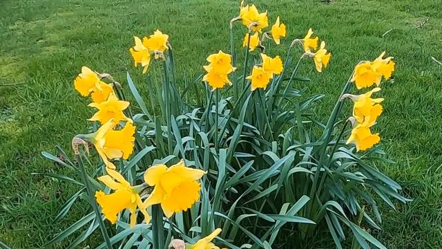 Narcissus (Daffodils) Flowers смотреть онлайн