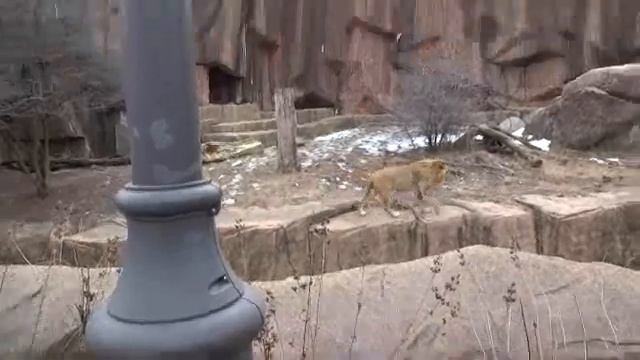 Sahar at Lincoln Park Zoo 3/14/2013 смотреть онлайн