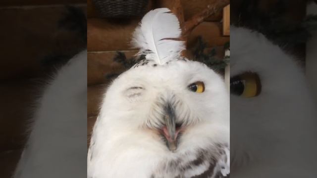 Полярная сова подмигивает ? смотреть онлайн