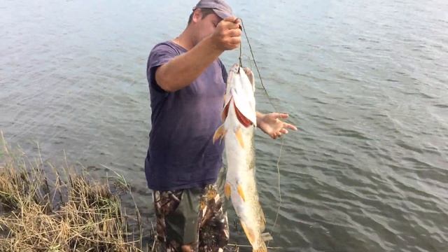 платник, (тещин язык) 26.08.2018. смотреть онлайн