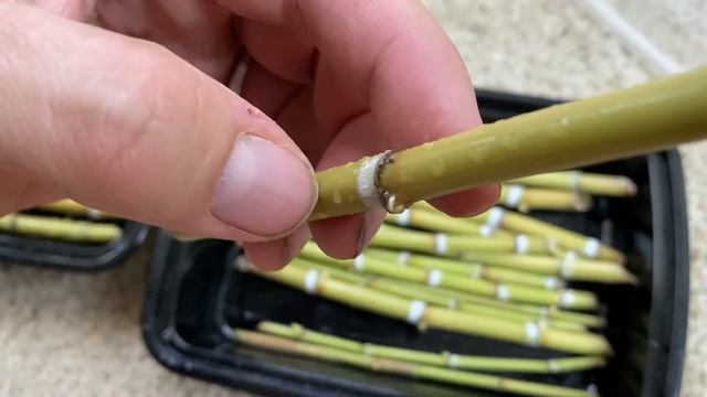 Giant Reed (Arundo donax) propagation смотреть онлайн