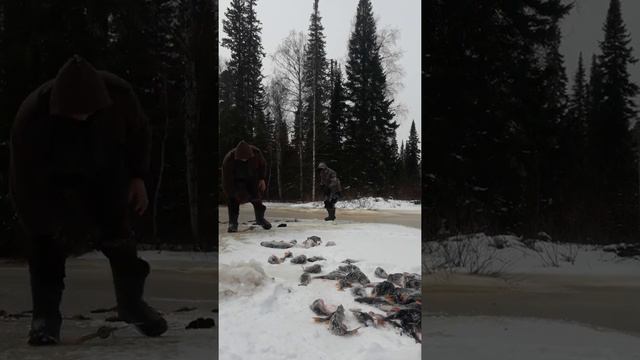 Рыбалка на балансир#окуни дуреют# смотреть онлайн