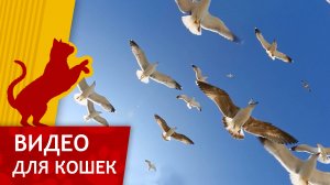 Видео для кошек - Чайки вид снизу (Развлеки свого кота)