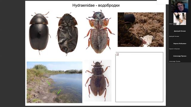Прокин А.А., Сажнев А.С. Жесткокрылые (Insecta, Coleoptera) малых водоёмов смотреть онлайн