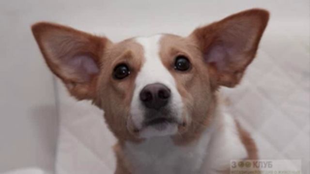 Все породы собак.Вельш Корги Кардиган (Welsh Corgi Cardigan) смотреть онлайн
