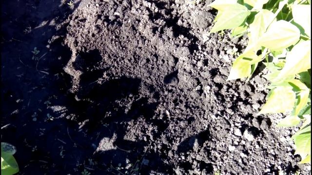 ЧТО МОЖНО ПОСЕЯТЬ В ИЮЛЕ НА ГРЯДКЕ. МОЙ ОПЫТ смотреть онлайн