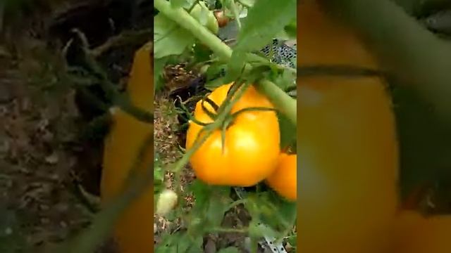 Сорт Бочка меда смотреть онлайн