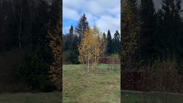 Катуар парк участок у леса смотреть онлайн