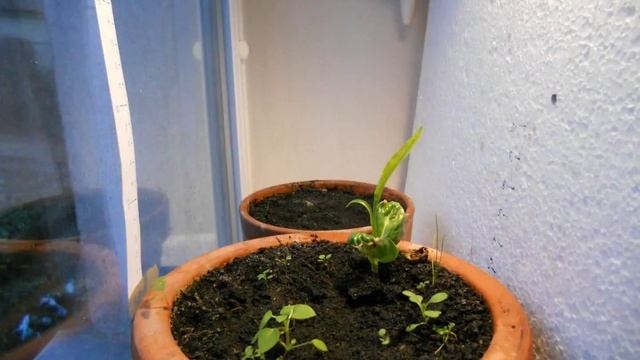 Growing baobab (time lapse video for first 6 weeks of adansonia tree) смотреть онлайн