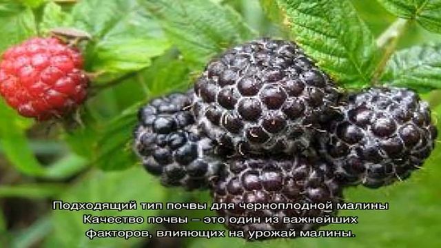 Черная малина — посадка и уход смотреть онлайн