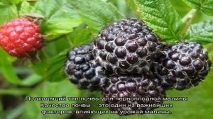 Черная малина — посадка и уход