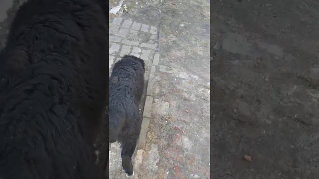 Щенок сао, Алабай три месяца смотреть онлайн