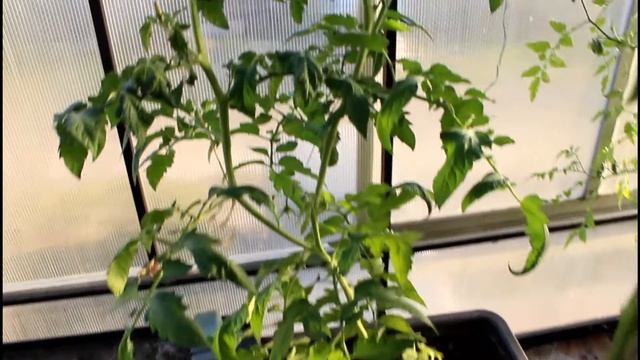 Осенние огурцы сажаем в августе??. Два кустика на еду.? Сорт "Внучок". Что ещё растёт в теплице? смотреть онлайн