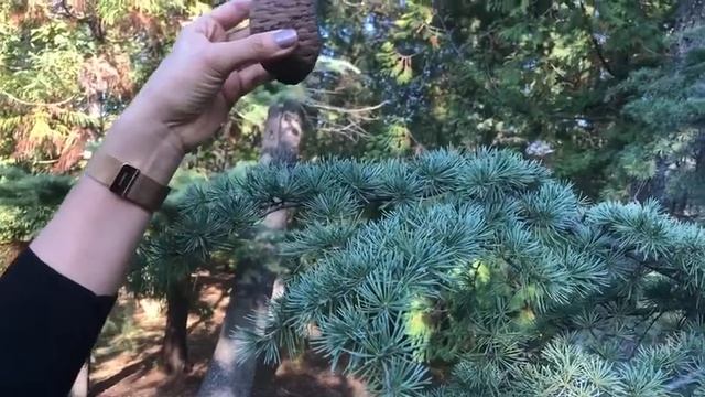 Cedrus libani Rich. (Toros Sediri), Cedrus deodara (Roxb.) G.Don (Himalaya Sediri, Himalayan Cedar смотреть онлайн