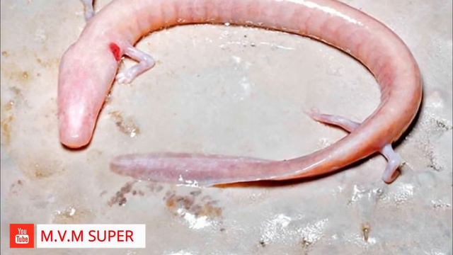 PEIXE HUMANO ?! смотреть онлайн