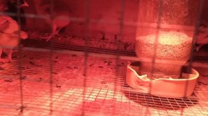 Что делать если курица села на яйца зимой?