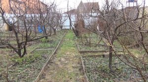 КОГДА ЛУЧШЕ ОБРЕЗАТЬ САД в Средней Полосе? ч. 1 Весенняя обрезка сада