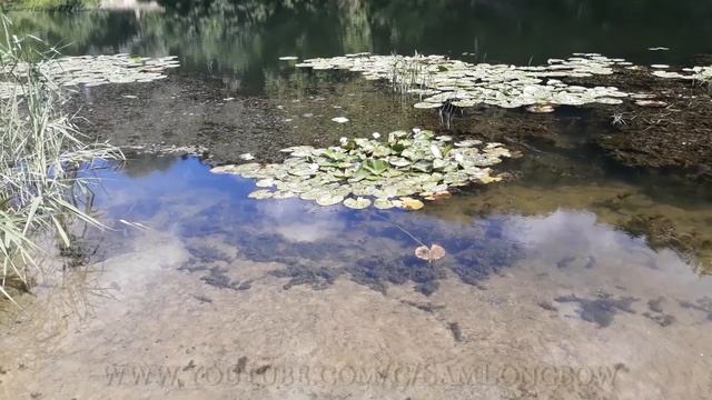 Курск. Красоты реки Сейм. Тихая заводь. Прозрачная вода. Речные лилии. Много мальков. смотреть онлайн