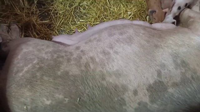 Витамины для кормящей свиноматки// Вес поросят в 7дней и 21 день// Барон идёт с работы// смотреть онлайн