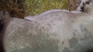 Витамины для кормящей свиноматки// Вес поросят в 7дней  и 21 день// Барон идёт с работы//