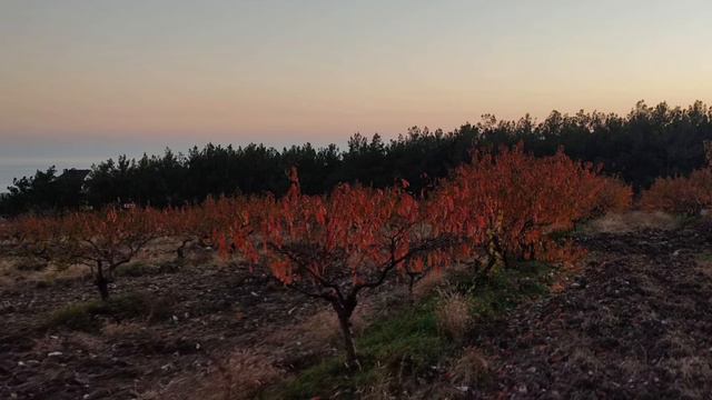 ПЕРСИКОВЫЙ САД еще СТОИТ!☆ смотреть онлайн