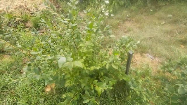 Подготовка ям для посадки Голубики смотреть онлайн