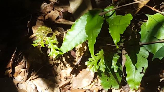 Selaginella In The Understory In Bukit Timah Nature Reserve