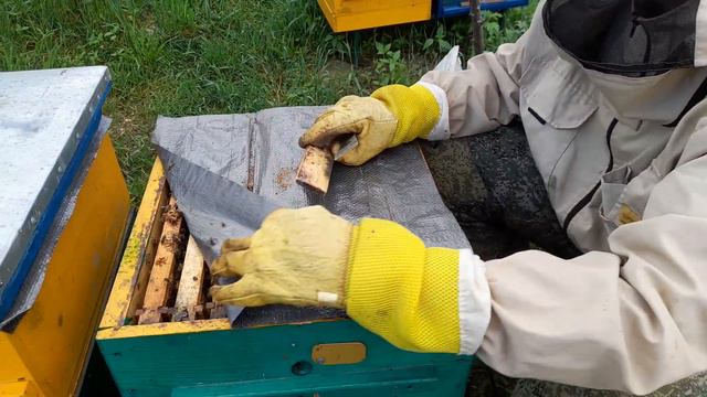 МАТКИ ВЫШЛИ, ДИАФРАГМА В РАБОТЕ.