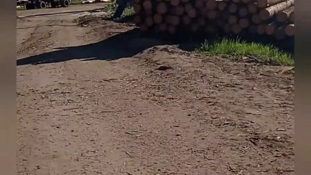 Шабашка.Погрузка фуры строганной доской. Не большой обзор пилорамы. смотреть онлайн