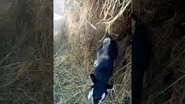 Бизнес план для начинающего фермера, козоводство. смотреть онлайн