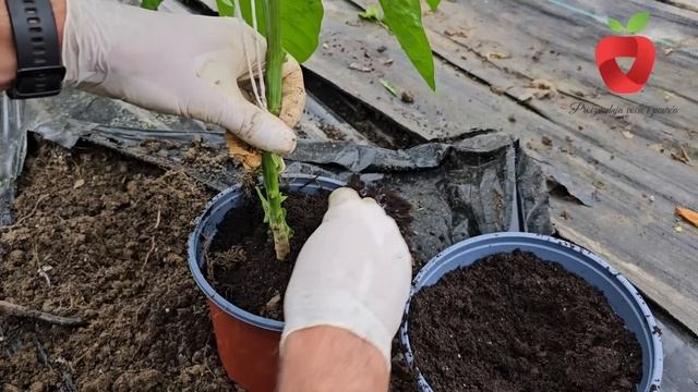 Kako Sačuvati Stabljiku Paprike Za Iduću Godinu Kako Bi Imali Raniju Berbu