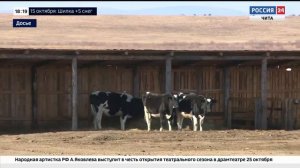 КРИМИНАЛ Забайкальского края