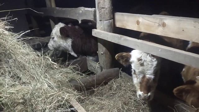 простой но надёжный откорм бычков ... смотреть онлайн