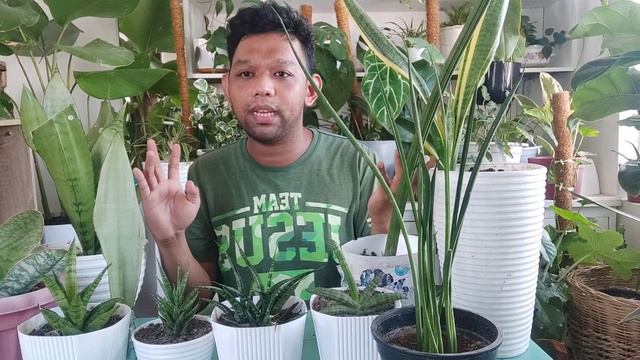 Sanseveria / Snake Plants Care Tips and Propagation смотреть онлайн