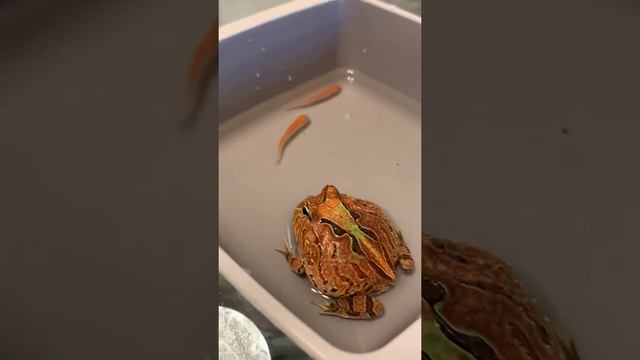 Fantasy Pacman Frog Feeding on Feeder Fish - 3rd Time HYPER! смотреть онлайн
