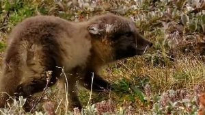 Россия от края до края. Арктика