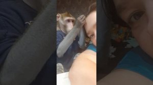 Вечер с обезьянкой Федей / груминг #monkey #домашняяобезьяна #обезьяна