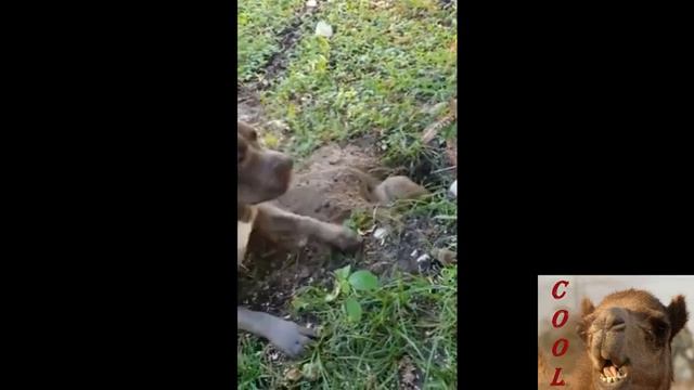 ПРИКОЛЫ ПРО ЖИВОТНЫХ: СМЕШНЫЕ ЖИВОТНЫЕ , КОТЫ, СОБАКИ. ЛУЧШИЕ ПРИКОЛЫ - РЖАЧ !!! смотреть онлайн