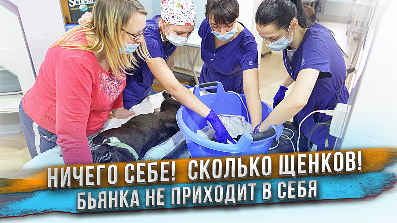 Щенки родились! Их много! Мама Бьянка не просыпается :-| смотреть онлайн