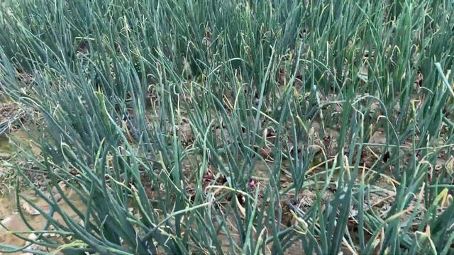 Update Sibuyas Na Transplant Nong November 26 2kilo Red Allium Variety🌰 Feb Harvest Nadin