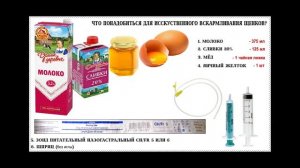 Искусственное вскармливание щенков померанского шпица.