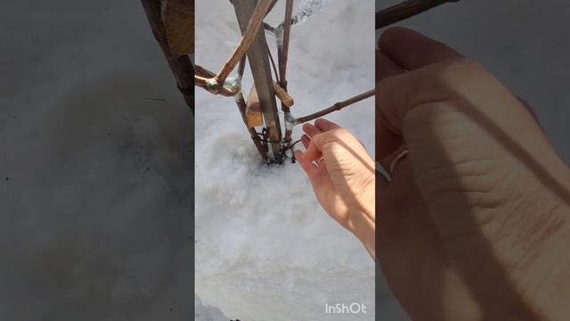 Не повторяйте мою ошибку 🤦. Разлом гортензии.