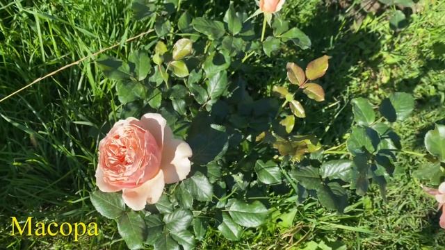 #40 Цветение роз японской селекции в жару и ливни в Тульской области(Мияби,Масора,Тсумуги) смотреть онлайн