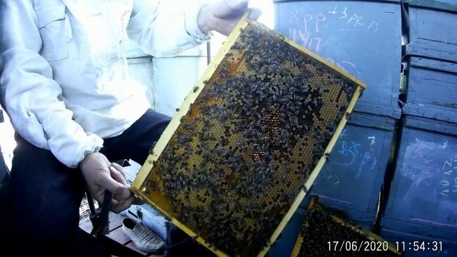 Какие отводки лучше с расплодом и без.Выпускаем маток из клеточек. В город прилетел пчел смотреть онлайн