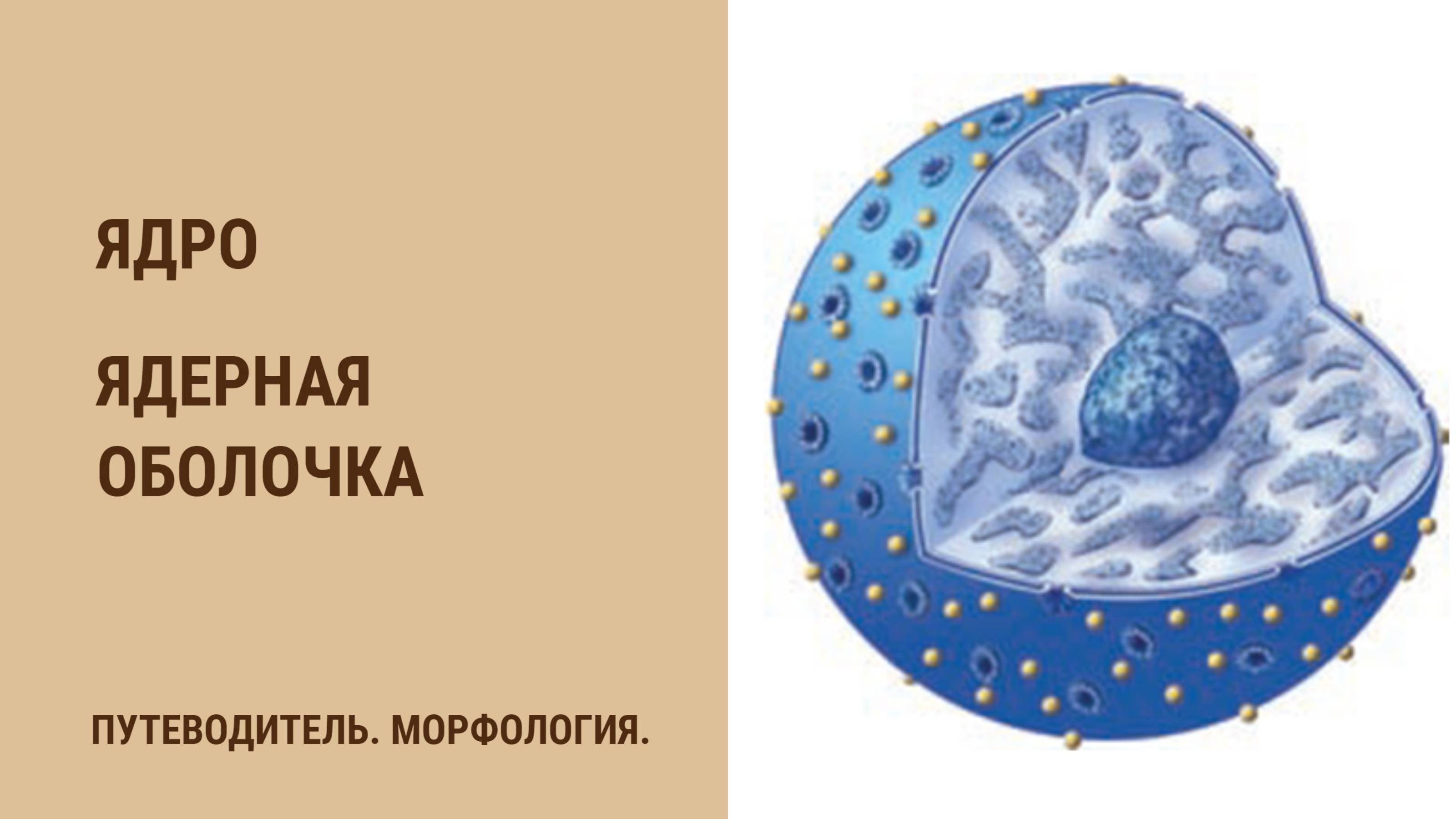 Ядро. Ядерная оболочка. смотреть онлайн