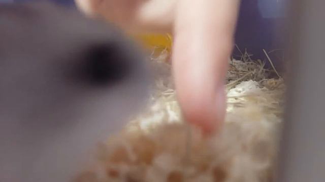 Свирепый хомяк смотреть онлайн